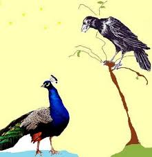 peacock-and-crow